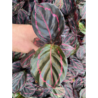 Calathea Dottie Babyplant