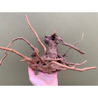 Fingerwurzel 25-40cm