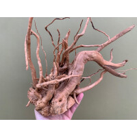 Fingerwurzel 25-40cm