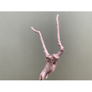 Fingerwurzel 10-15cm