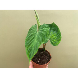 Philodendron verrucosum M