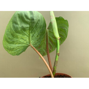 Philodendron verrucosum M