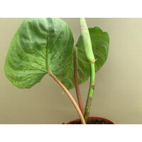 Philodendron verrucosum M