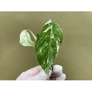 Epipremnum Pinnatum Variegata Ableger