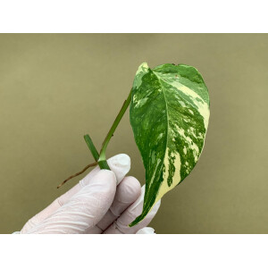 Epipremnum Pinnatum Variegata Ableger