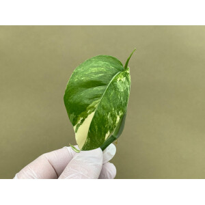 Epipremnum Pinnatum Variegata Ableger