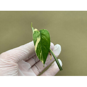 Epipremnum Pinnatum Variegata Ableger