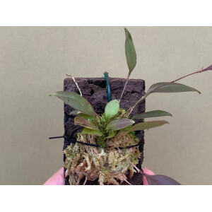 Lepanthes escobariana x niesseniae