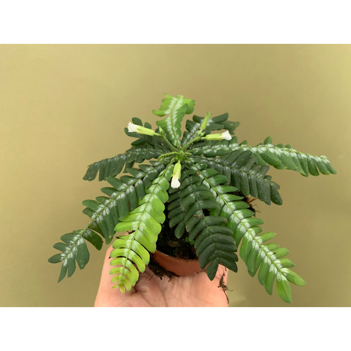 Biophytum zenkeri NEU