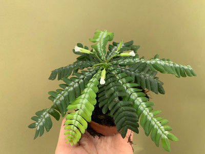 Biophytum zenkeri NEW