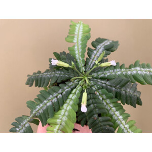 Biophytum zenkeri NEU