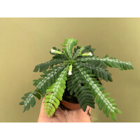 Biophytum zenkeri NEU