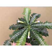 Biophytum zenkeri NEU