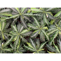 Biophytum zenkeri NEU