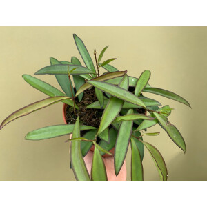 Hoya carnosa wayetii green L