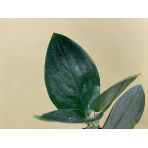 Scindapsus Treubii Dark Form Cutting