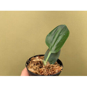 Scindapsus Treubii Dark Form Cutting