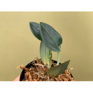 Scindapsus Treubii Dark Form Cutting