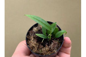 Anthurium bakeri Babyplant