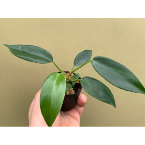 Philodendron Florida Beauty Green Babyplant