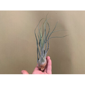 Tillandsia pruinosa L