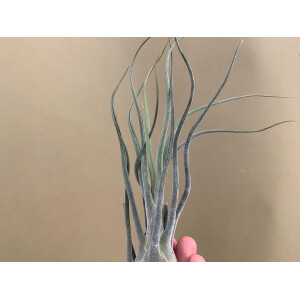 Tillandsia pruinosa L