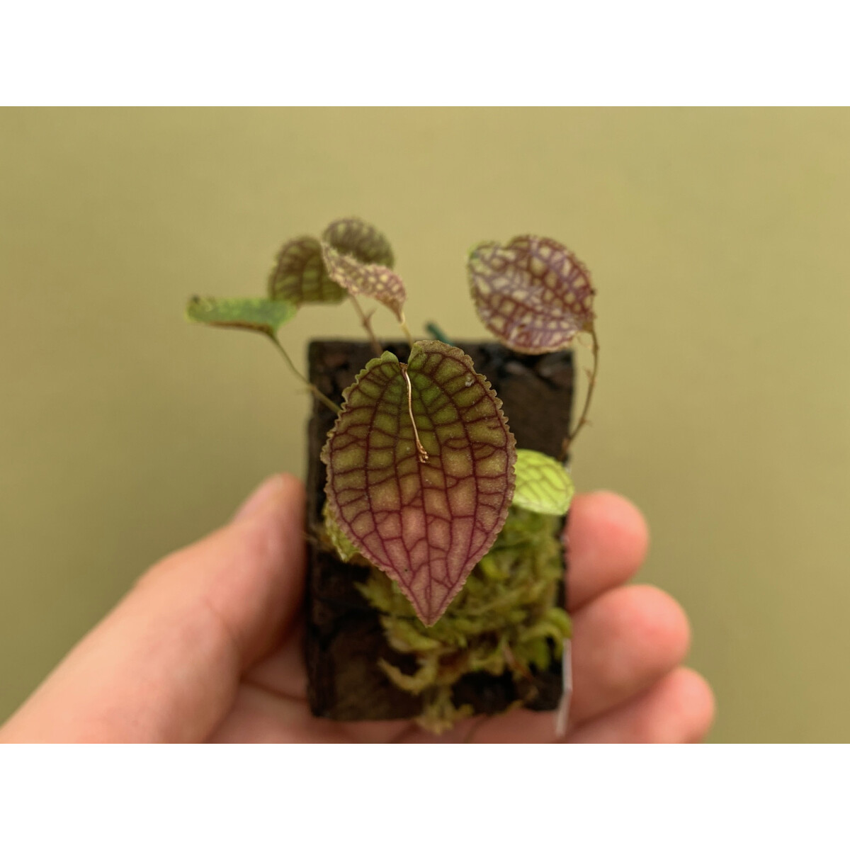 Lepanthes calodictyon x saltatrix