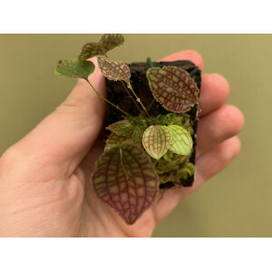 Lepanthes calodictyon x saltatrix