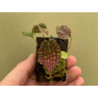 Lepanthes calodictyon x saltatrix