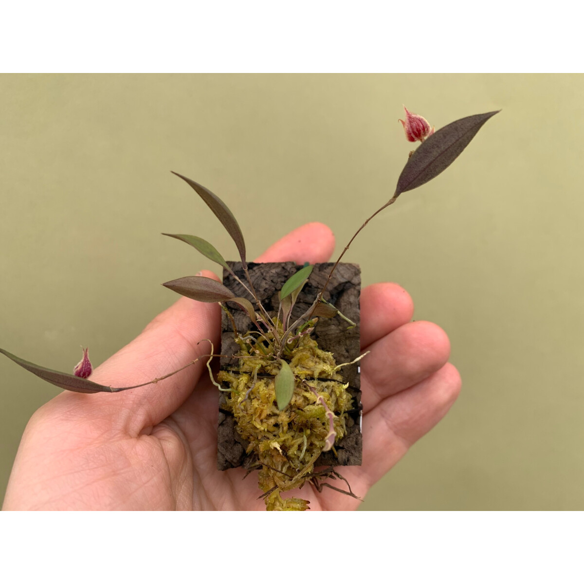 Lepanthes pelvis box