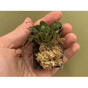 Lepanthes ophioglossa