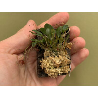 Lepanthes ophioglossa