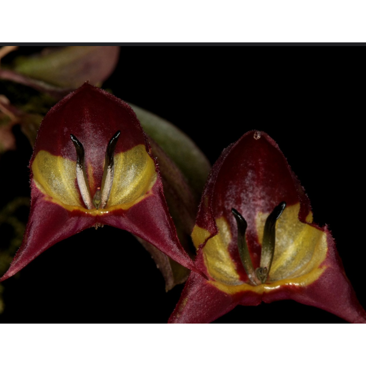 Lepanthes felis