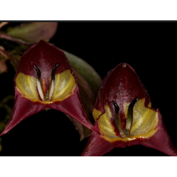 Lepanthes felis
