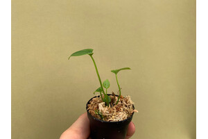 Anthurium giganteum Babyplant