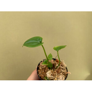 Anthurium giganteum Babyplant