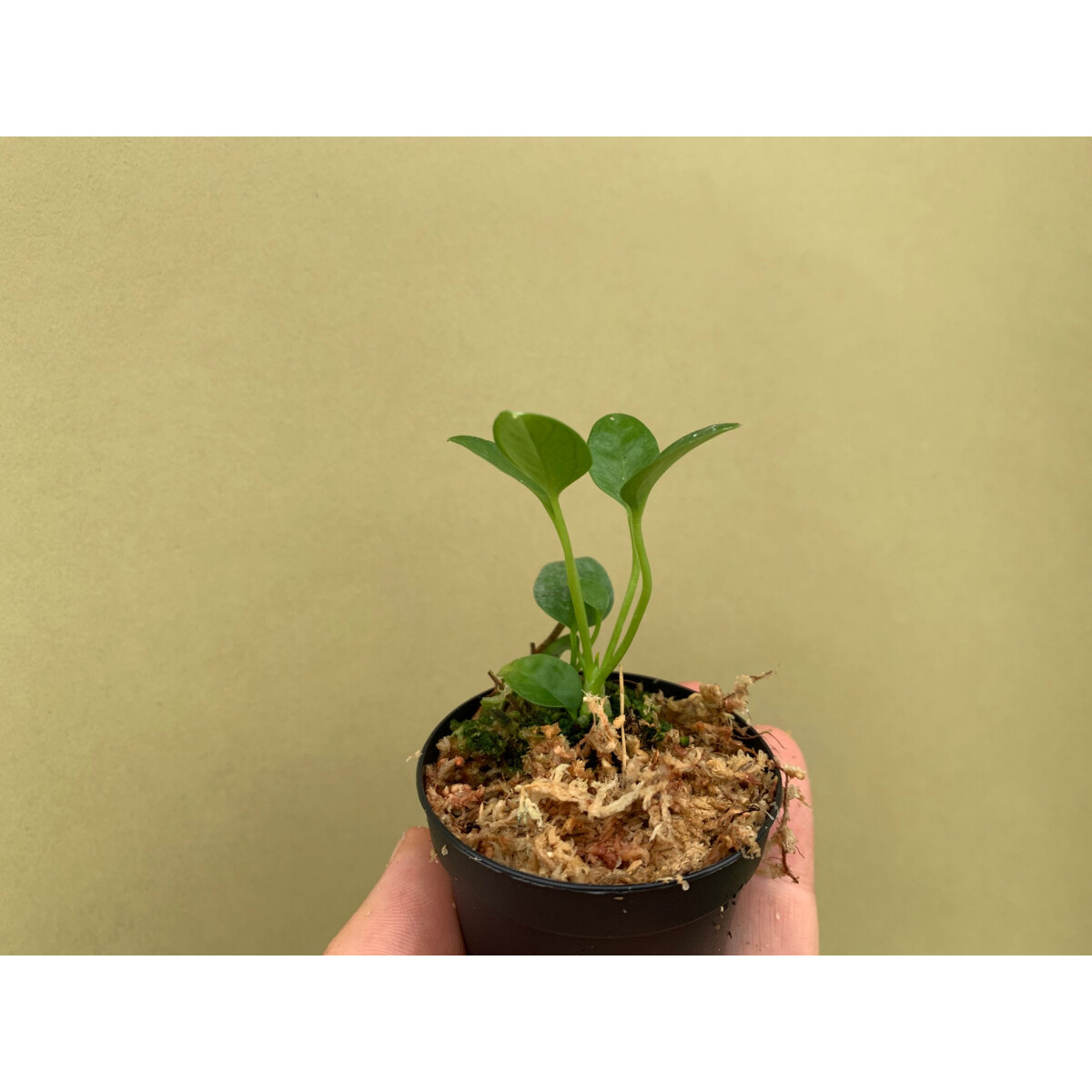 Anthurium vanderknappii Babyplant