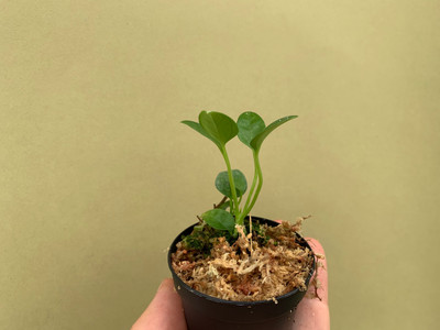 Anthurium vanderkanppii Babyplant