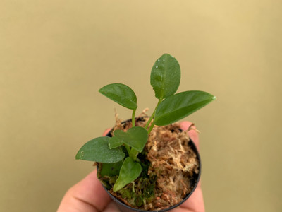 Anthurium vanderkanppii Babyplant
