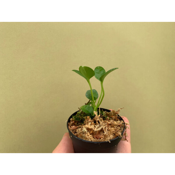 Anthurium vanderkanppii Babyplant