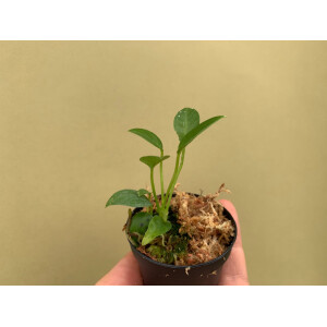 Anthurium vanderkanppii Babyplant