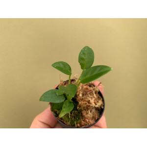 Anthurium vanderkanppii Babyplant