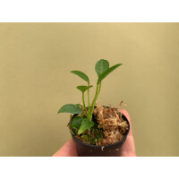 Anthurium vanderkanppii Babyplant