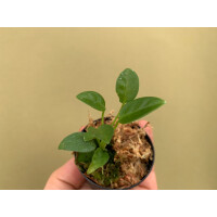 Anthurium vanderkanppii Babyplant