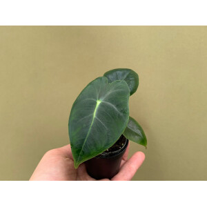 Alocasia frydek Babyplant