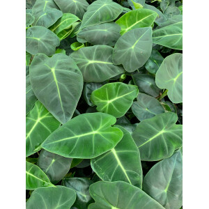Alocasia frydek Babyplant