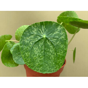 Pilea Peperomioides Mojito