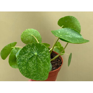 Pilea Peperomioides Mojito