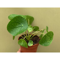 Pilea Peperomioides Mojito