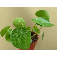 Pilea Peperomioides Mojito